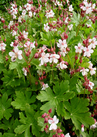 Geranium macrorrhizum 'Album'